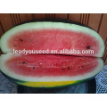 Graines de melon d&#39;eau hybrides noires de peau mince de MW18 Tuohei en ventes